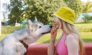 dogsitter à rennes