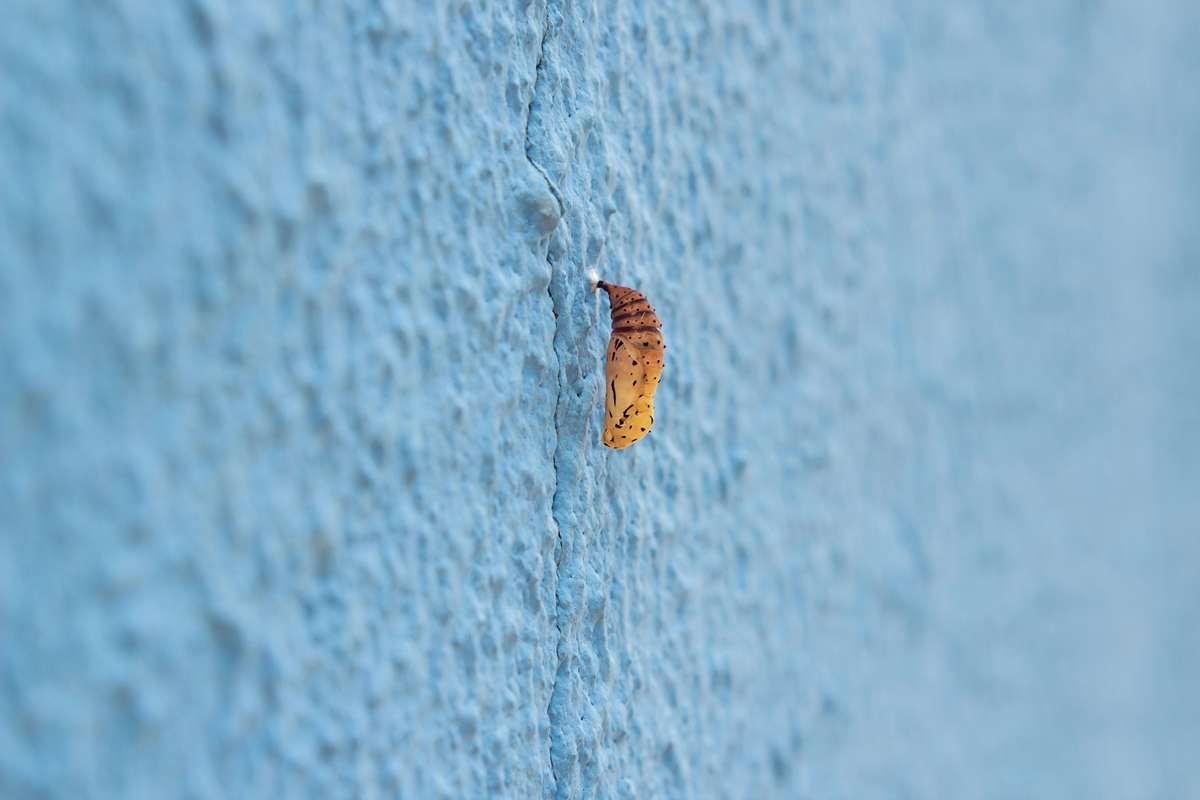 larve de mites