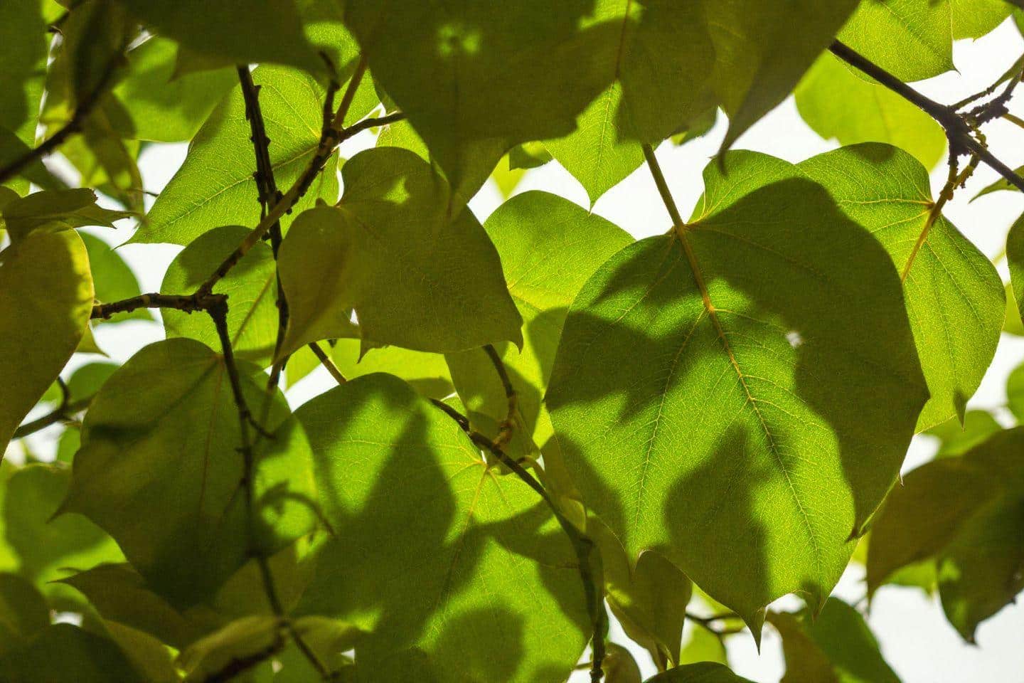 Les 10 principaux inconvénients du figuier à connaître avant de le planter dans votre jardin