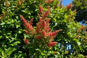 inconvenients du figuier au jardin 5839