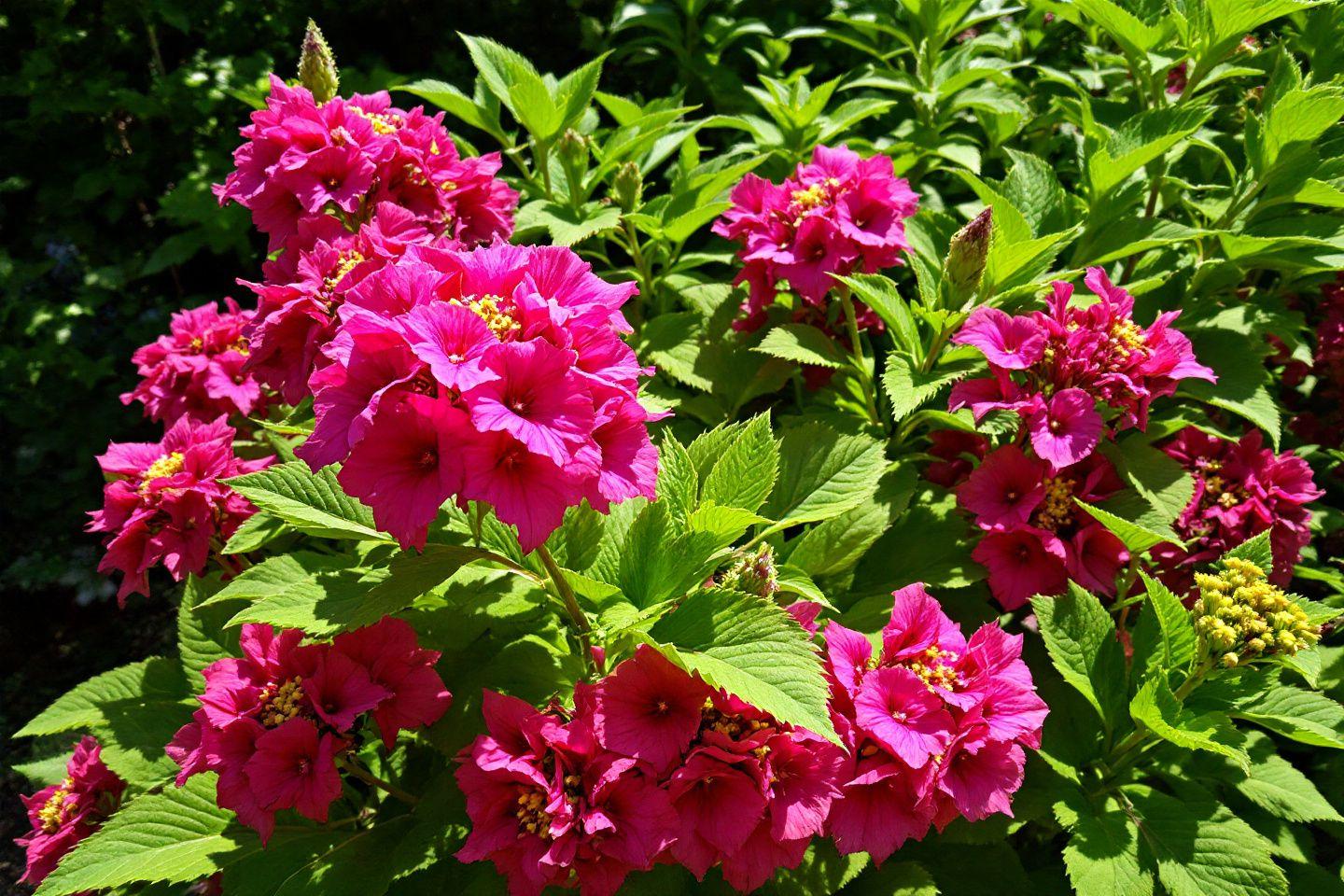 Que mettre au pied des hortensias : 10 paillages et amendements efficaces pour des fleurs éclatantes