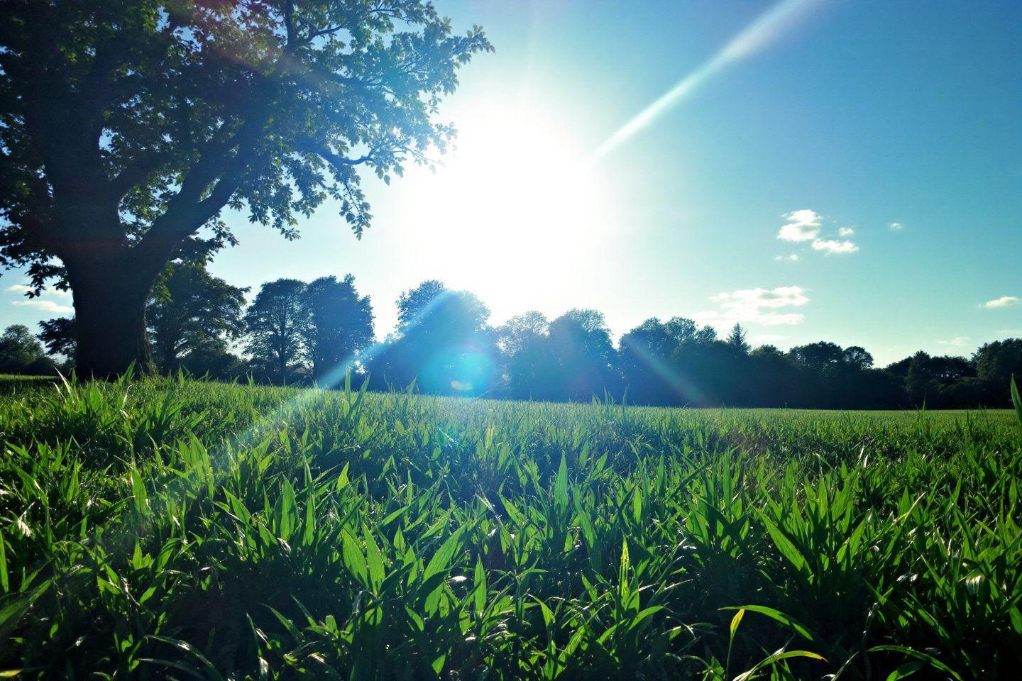 Les prairies saint Martin à Rennes
