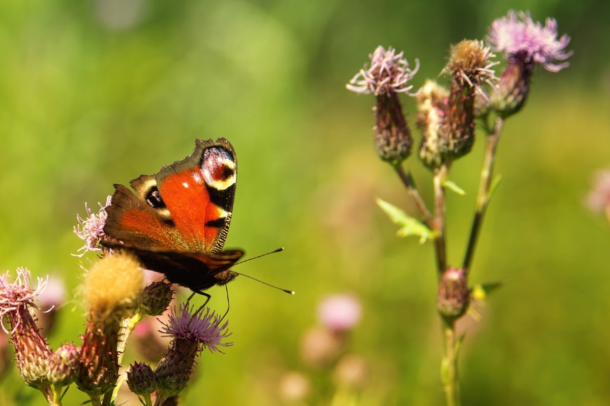 faune et flore
